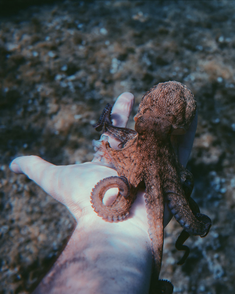 pulpo-mano Mano con un pulpo